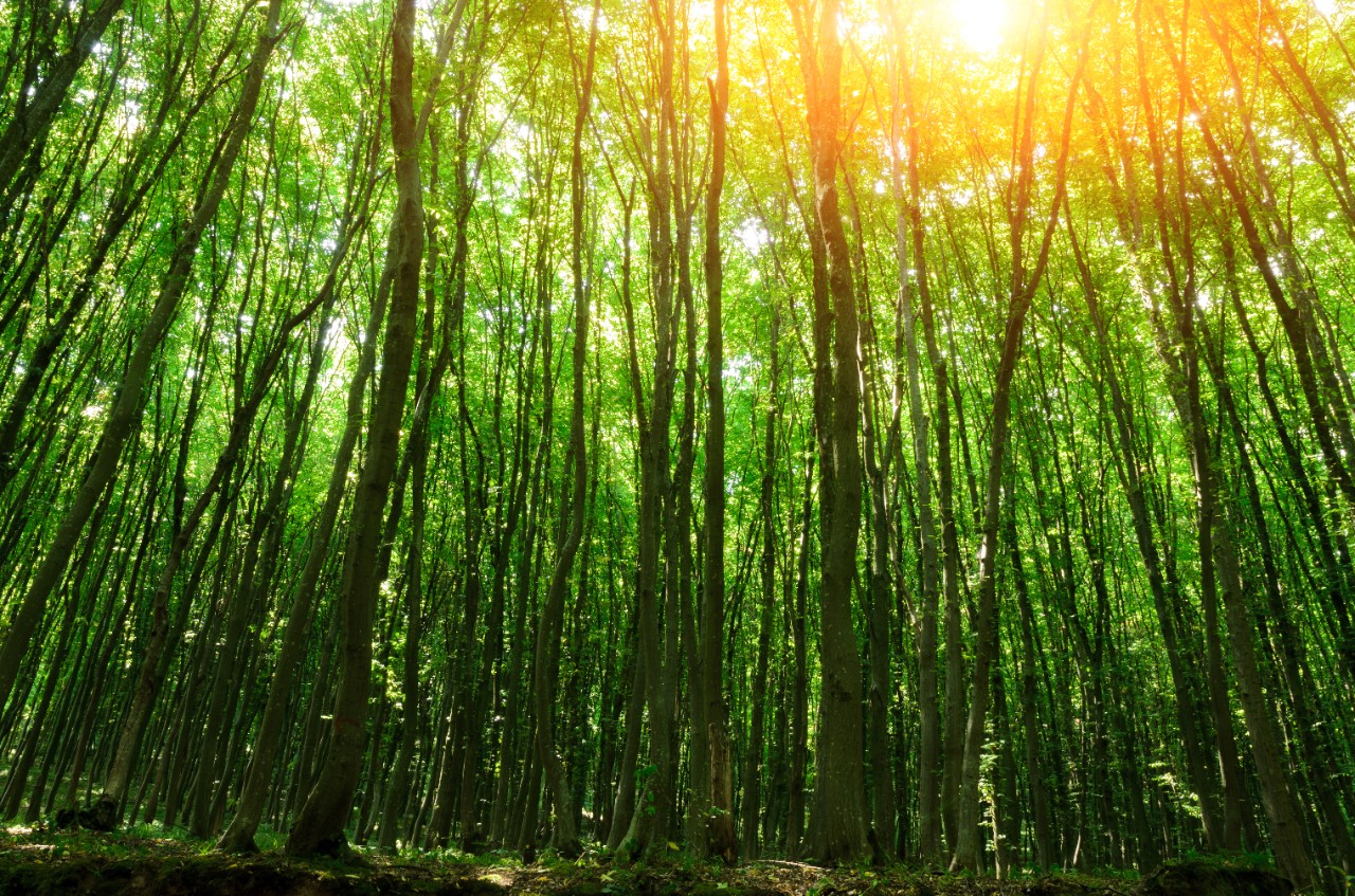 Beautiful wood at the sunset. Environment protection.
